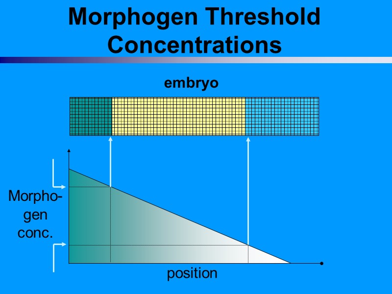 Morphogen Threshold Concentrations embryo Morpho- gen conc. position Morphogen Threshold Concentrations embryo Morpho- gen conc. position